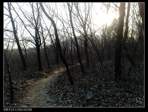 豁然开朗，只见得枯木萧疏......