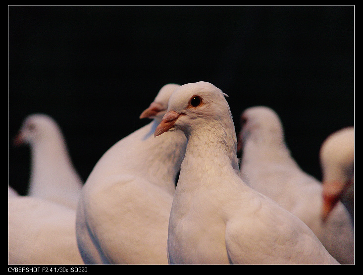 广场上滴鸽子，没用架子，略微有些虚