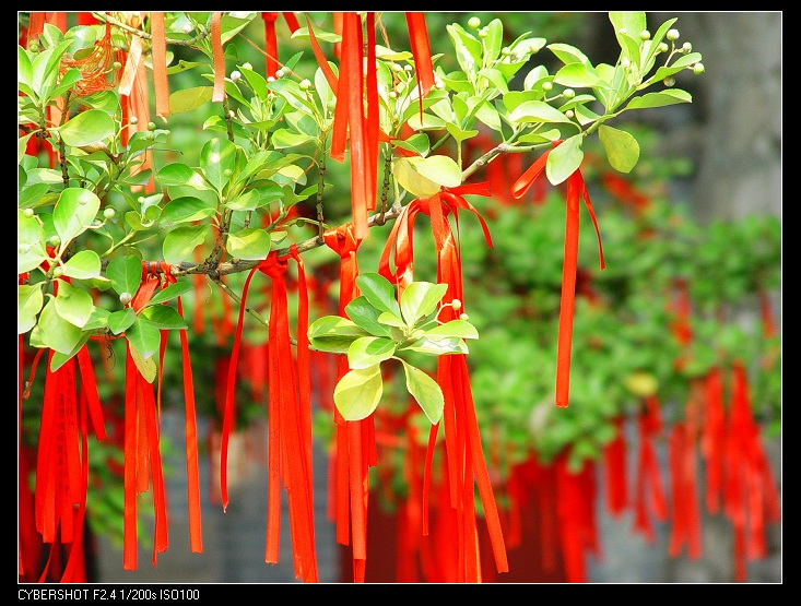 大明湖里的许愿树