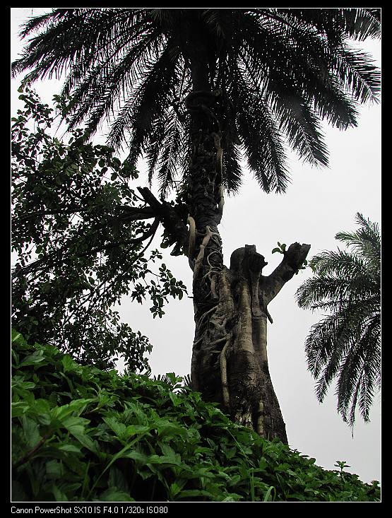 奇怪的大树，在树干里面长出不同品种的小树
