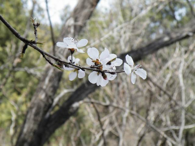 调整大小 DSCF1249.JPG