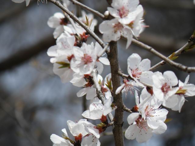 调整大小 DSCF1261.JPG