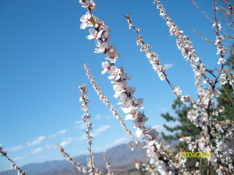 出门儿就撞了桃花---一枝