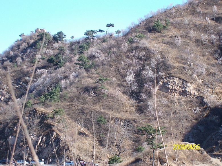 啊,一.......山的桃花啊