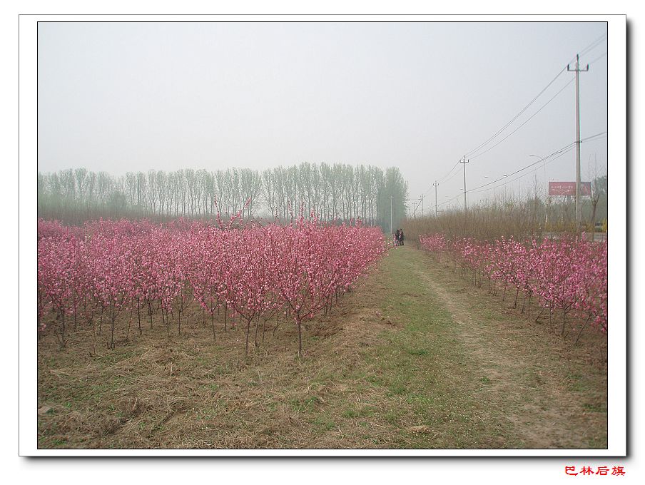31桃林.jpg