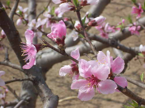 庞各庄镇的桃花