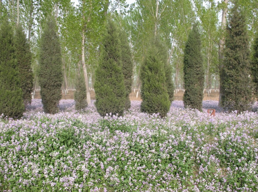 不清楚叫什么花