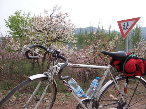 靠山集路边的果木