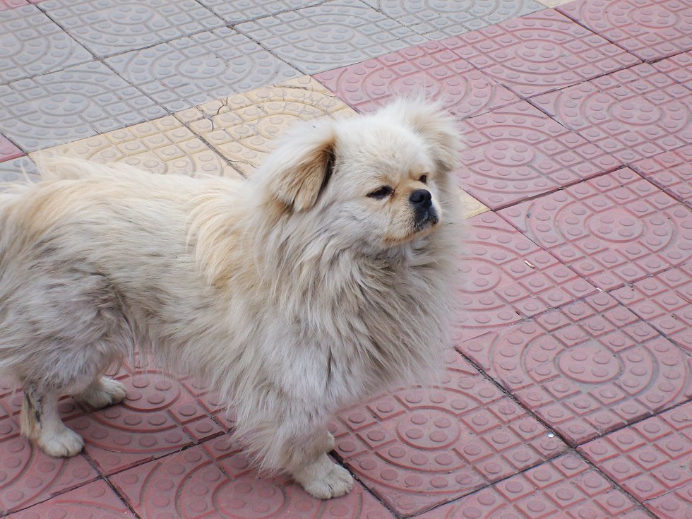 他也很喜欢我的小灰狼