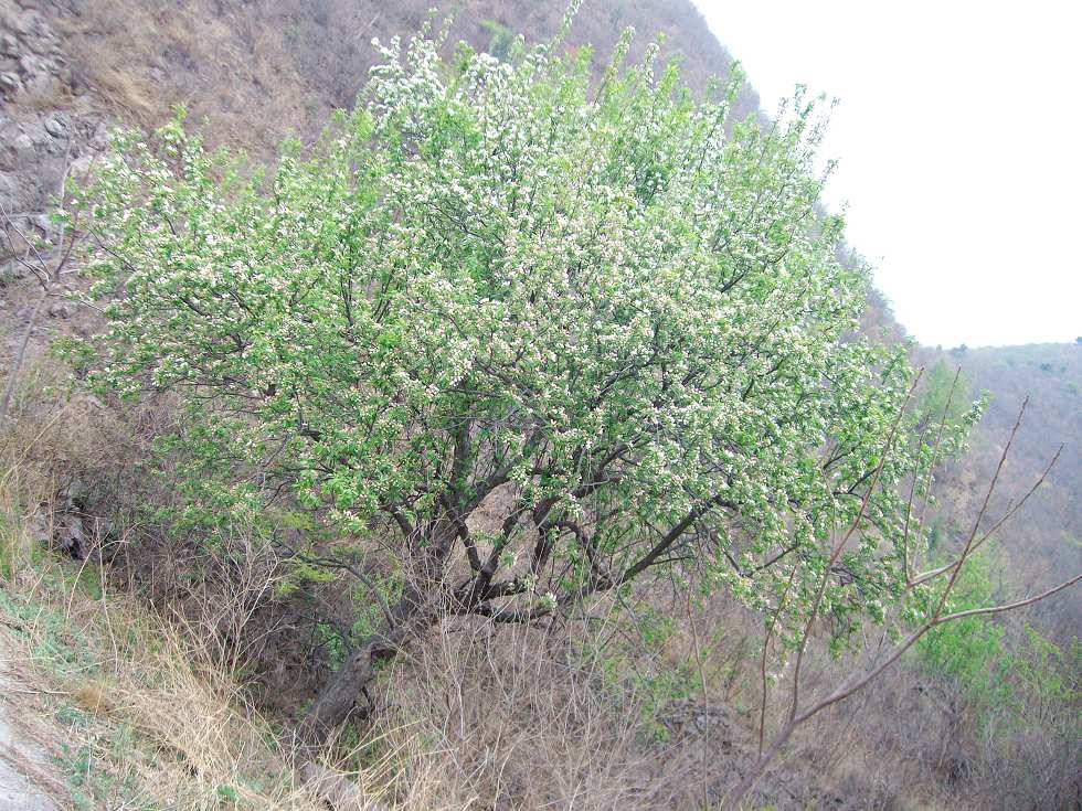一枝梨花压海棠啊