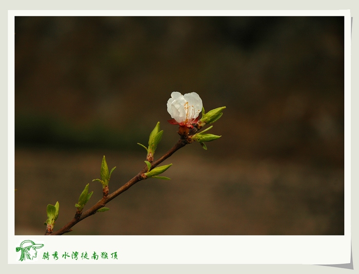 我们向着花儿笑