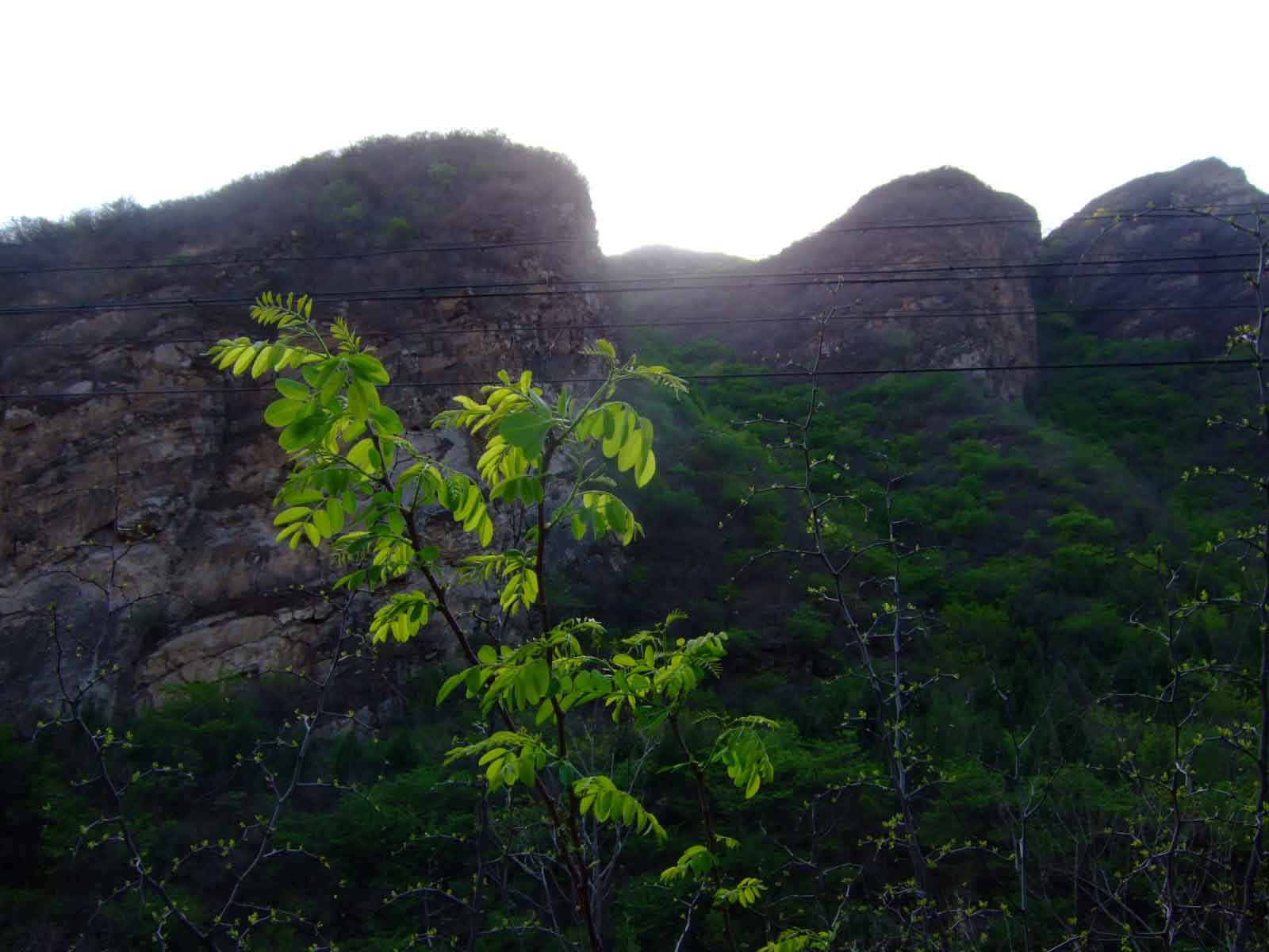 夕阳山峰植物.JPG