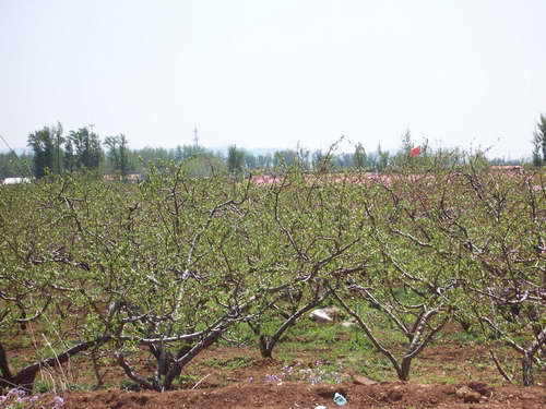 看不见桃花看桃崽
