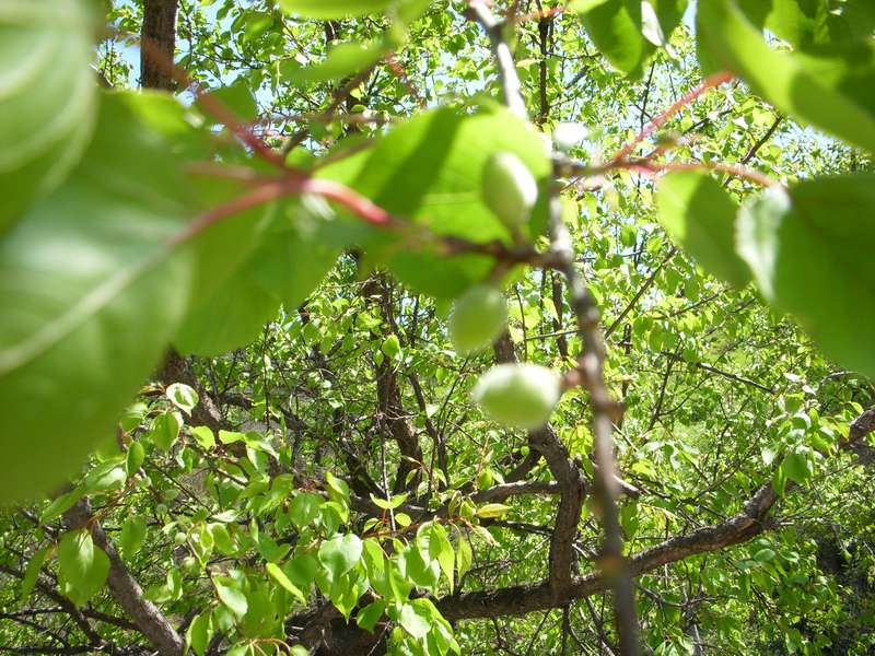 我照完像后就将这三个杏给吃了！