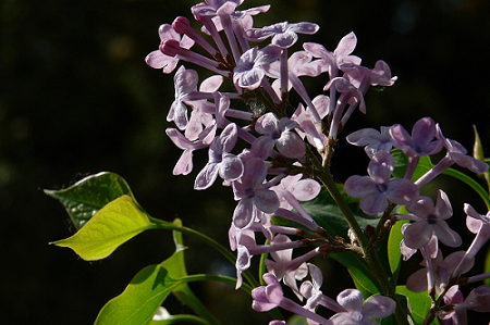 DSC00109.JPG