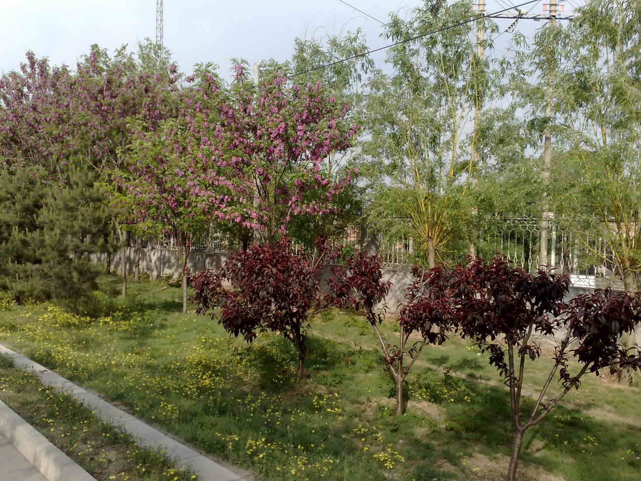 路边的花都开了，漂亮