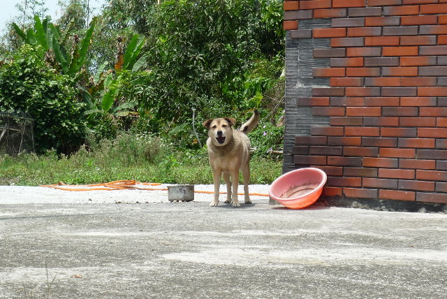 小狗一直對著我叫...