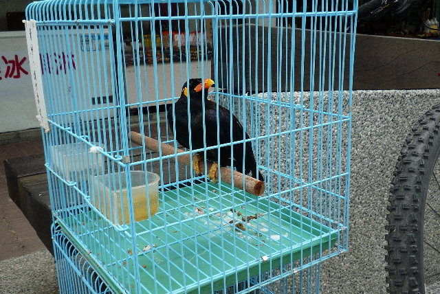 這兩隻鳥一直跟我說"HELLO~,帥哥" (帥哥是我說的，鳥只會說HELLO)