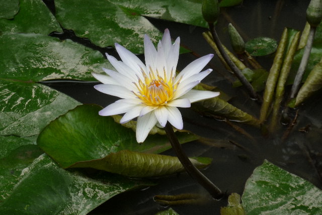 我拍花的技術也不錯