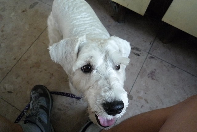 去朋友家要水喝，巧遇他剛認養的小狗(叫小寶)