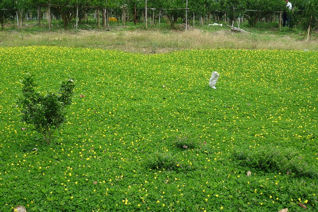 快到關子嶺了，有人種了很多不知名小黃花，很漂亮~