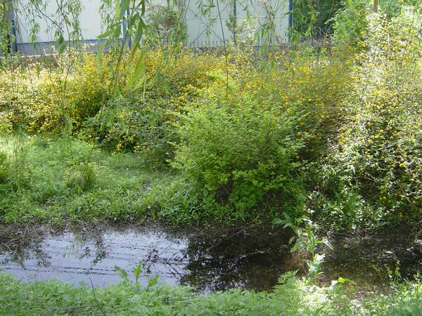 小水沟，有小鱼