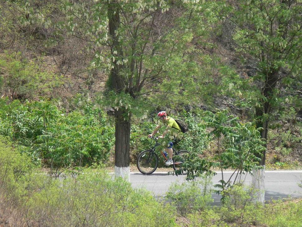 穿越在树丛中的骑士