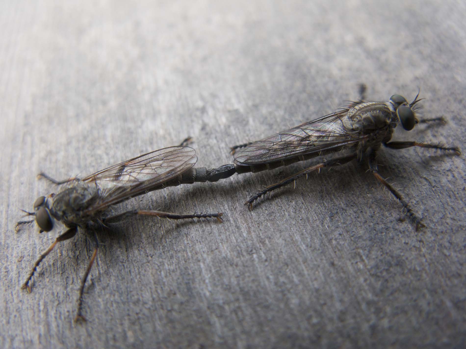 birds do it, bees do it.....