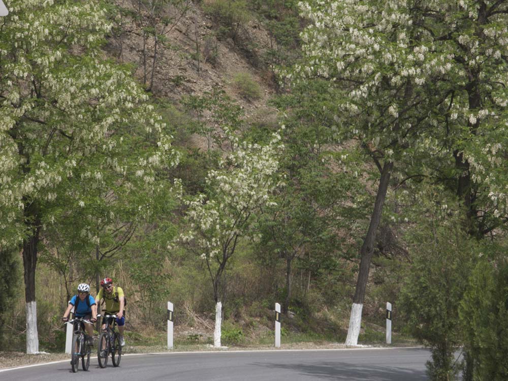 小拐与狼共舞？