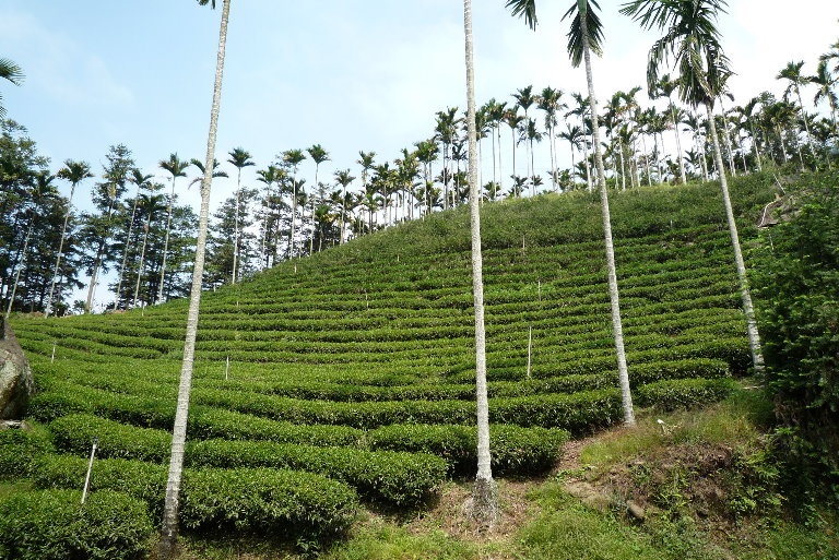 滿山片野檳榔樹
