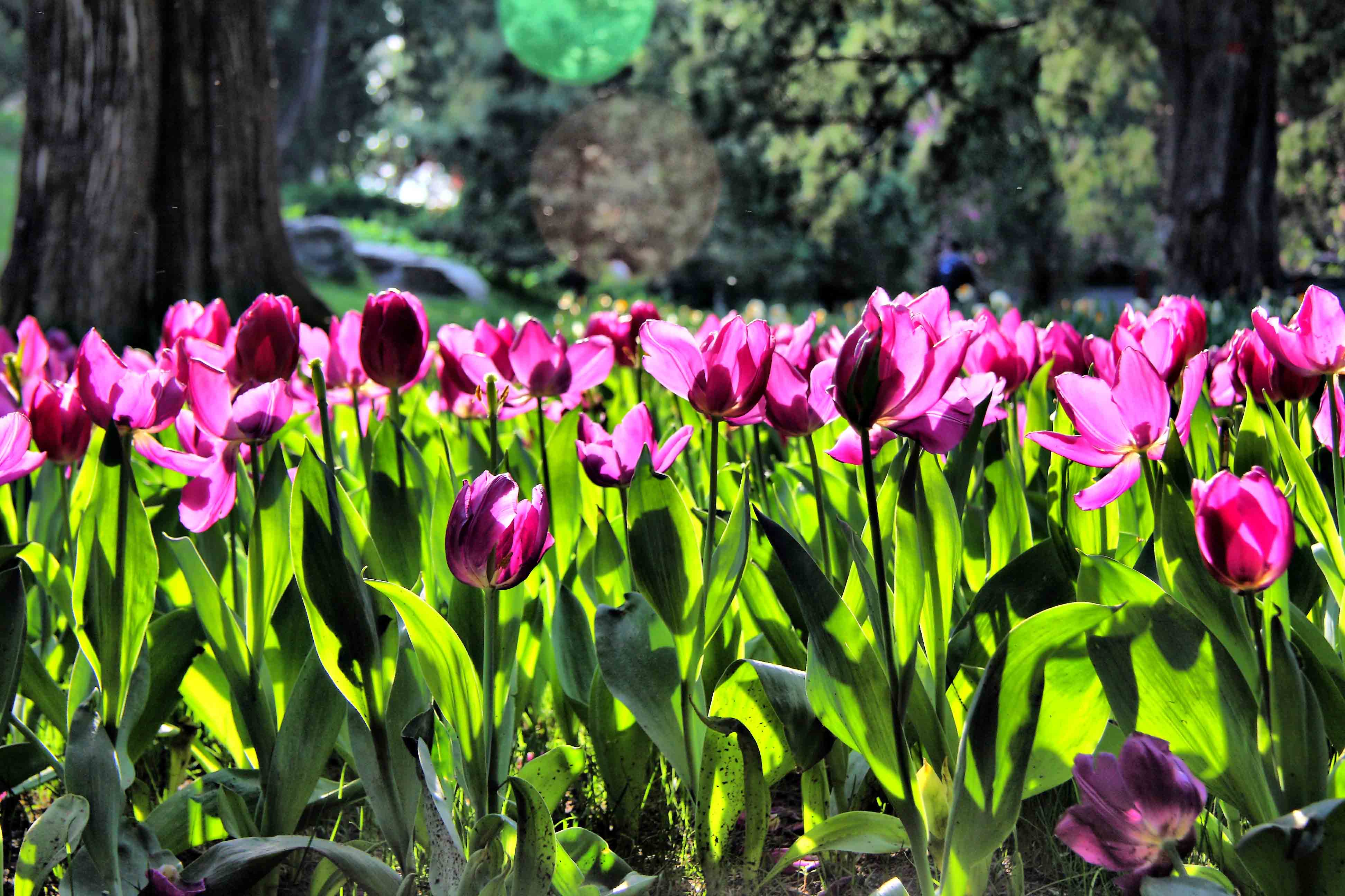 逆光——花海的残枝。HDR效果