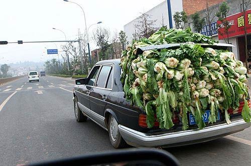 奔驰S满载大白菜 中国最有钱的菜农！2.jpg