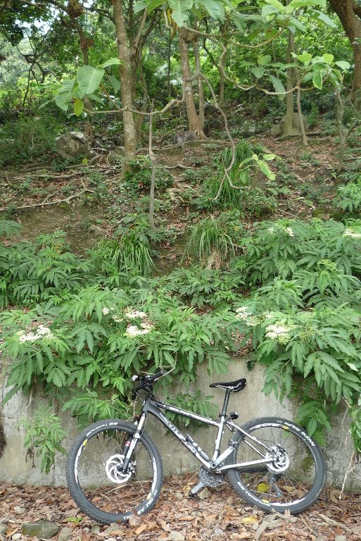 小黑與猴兒(看到猴兒躲在哪嗎?)