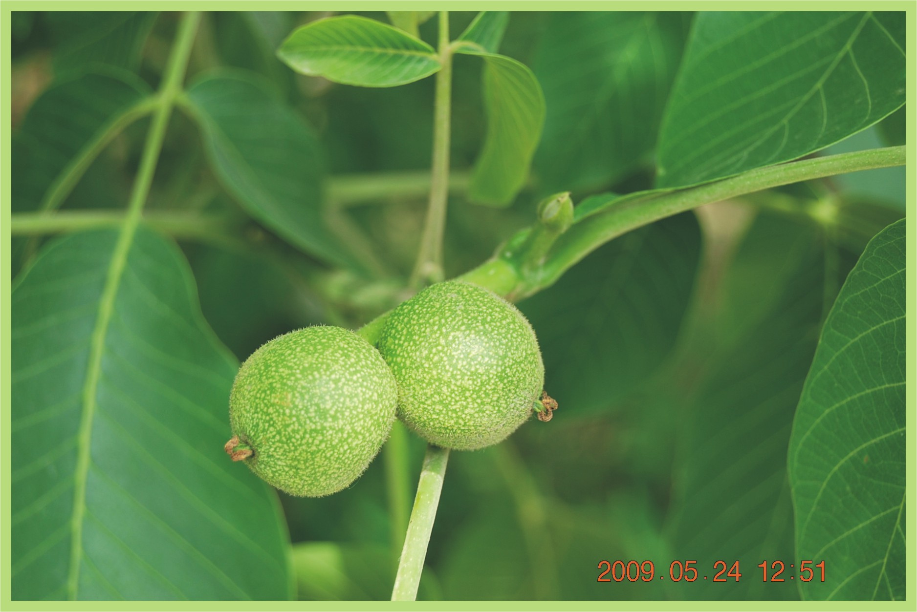 尚未成熟的核桃果