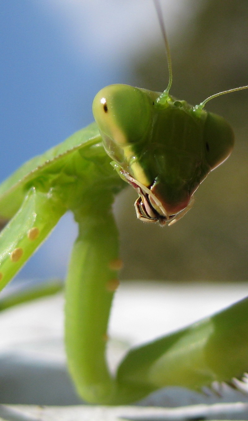 螳螂.jpg
