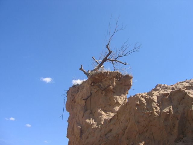 要的就是另类：众树皆绿而我独黄