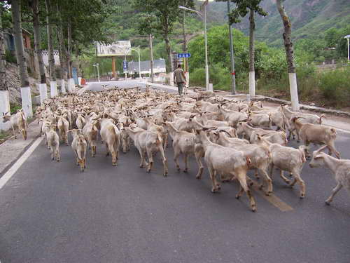 路上的羊群