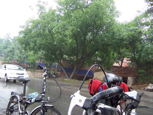 老板喜欢的核桃树，替她驮回家