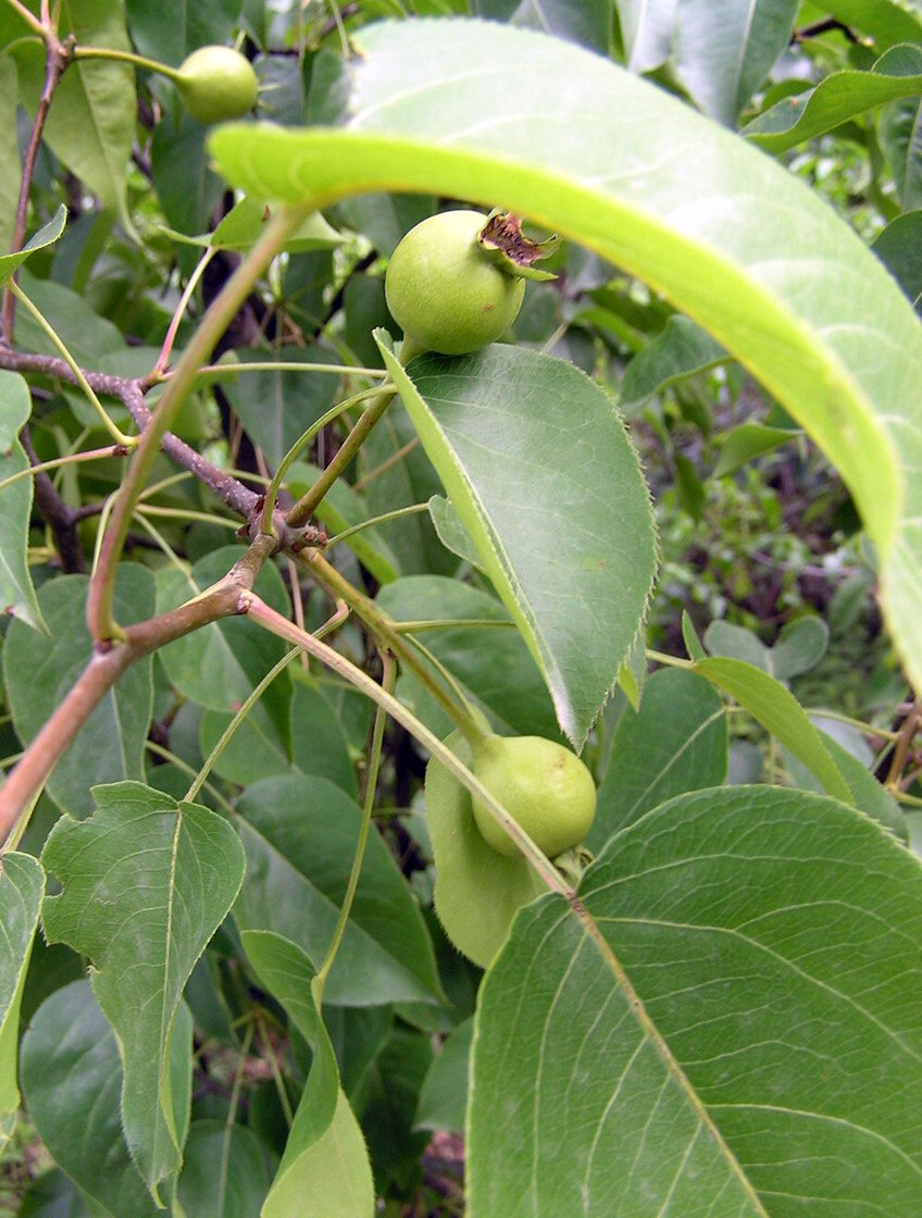 大红果，类似山楂的一种水果