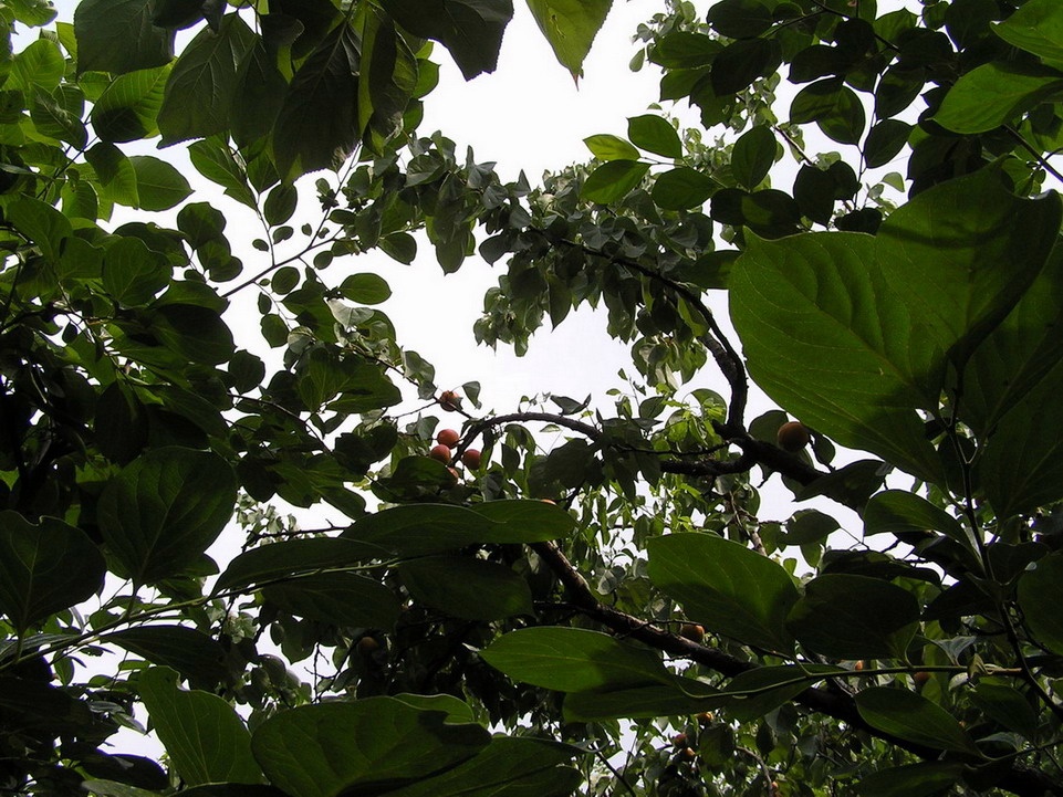 遥遥的看到了我们的目标，杏