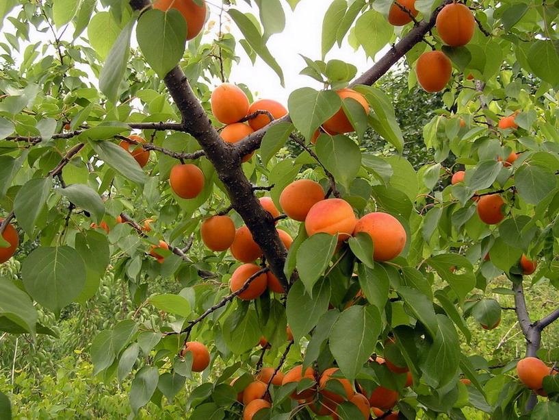 给来几张照片再吃