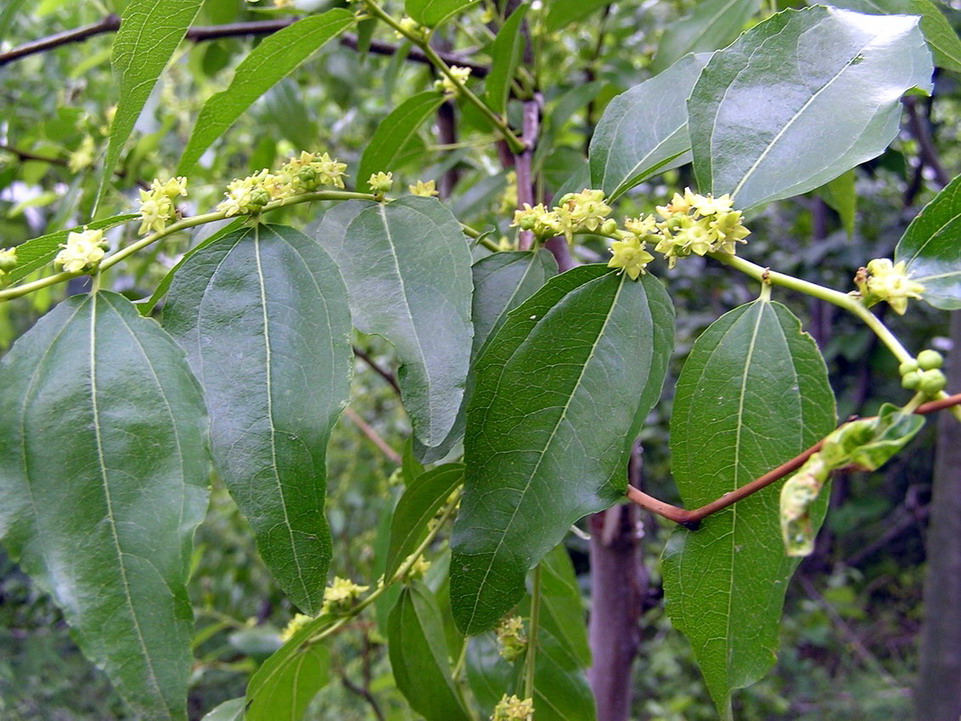 枣花，这个似乎要两个月后可以采摘，晴天娃娃家的果园有四五种类的枣