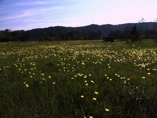 岛上开满了野生的罂粟花