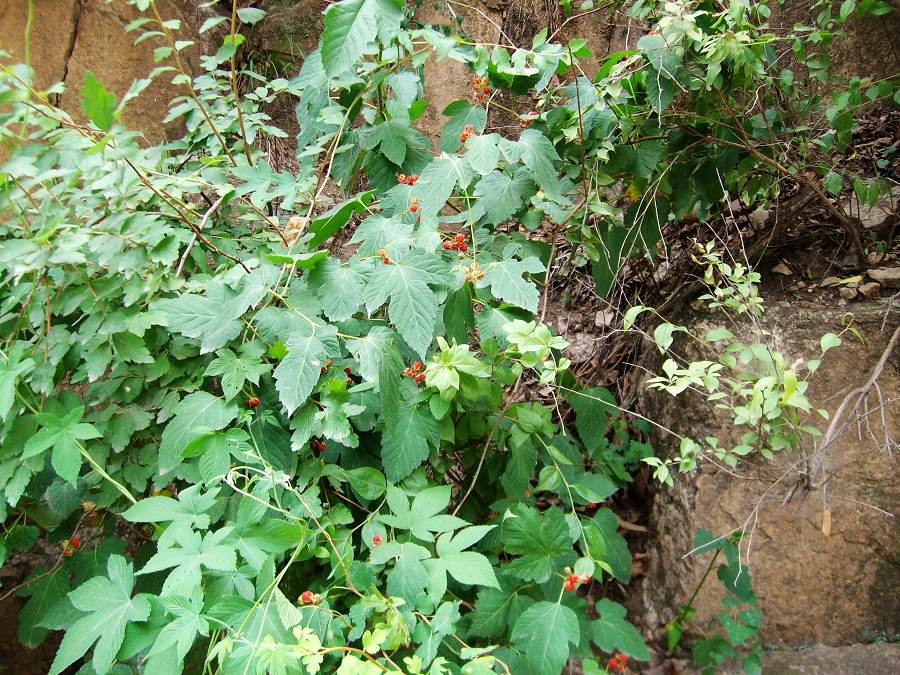 山边的五加科植物，很好吃酸甜的，听说它的根可以用来治疗肝炎