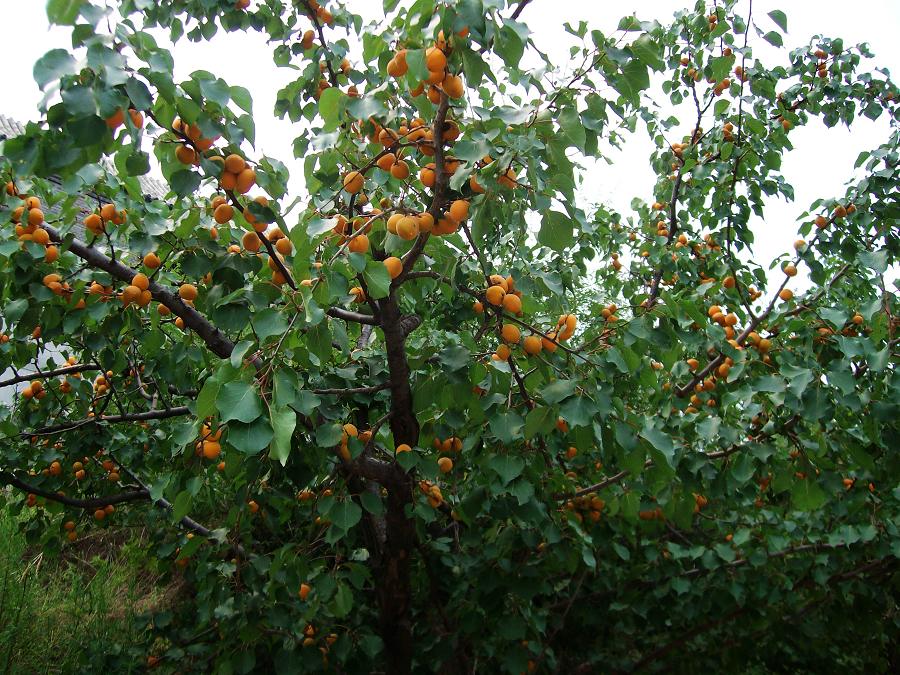 出墙的杏，我找了半天都是黄的，难不成古人欺我：出墙的根本就没有红杏