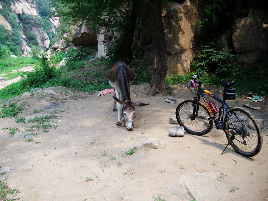 小灰狼与驴友的合影