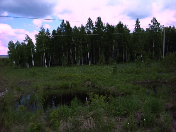 路边的沼泽和树林
