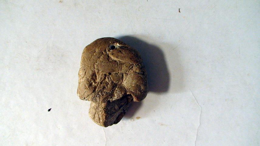 背面  一个压扁的头骨