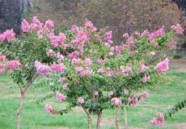 首钢东门厕所门前的花