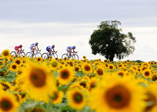 车手向日葵上骑行.jpg